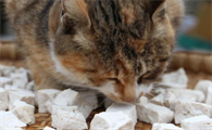 猫能吃咸的吗