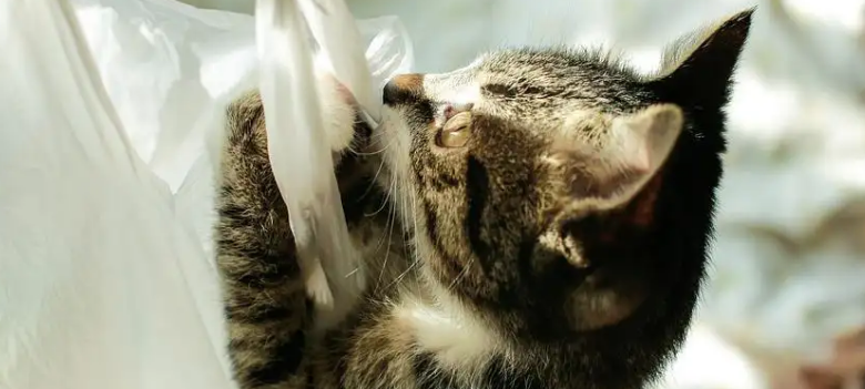 猫猫吃塑料袋是为什么