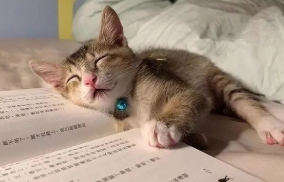 猫的记忆有多久