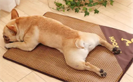 狗多大来大姨妈