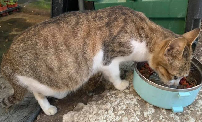 九个月的猫会怀孕吗