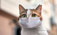 新冠阳性猫怎么办