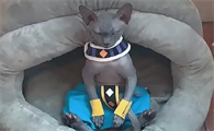 比鲁斯是什么猫