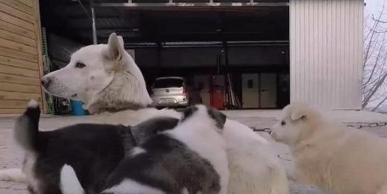 网友带狗回农村，过几天土狗主人找上门来