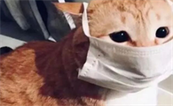 新冠阳性家里的猫怎么办