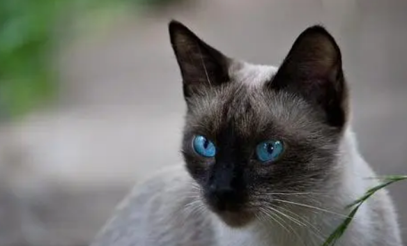 暹罗猫会不会认主人?想养的来看看吧 暹罗猫会不会认主人?想养的来看看吧