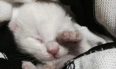 小猫几天睁眼 小猫几天睁眼