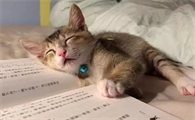 猫的记忆有多久