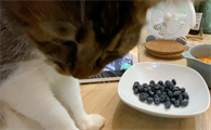 猫能吃蓝莓吗