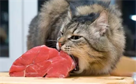 猫可以吃猪肉吗