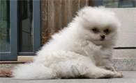 博美犬拉稀但是精神很好
