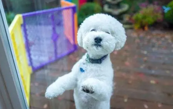 怎样训练比熊犬
