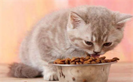猫一天吃多少