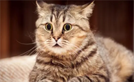 猫猫的尿液血红色的吃什么药好得快