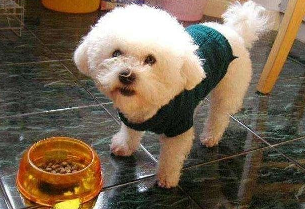 比熊不吃狗粮怎么办