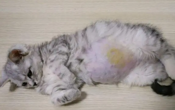 猫干性传腹传染吗 猫干性传腹传染吗