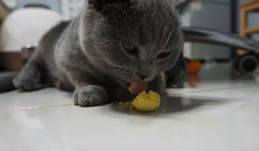 猫能吃鸡蛋黄吗 猫能吃鸡蛋黄吗