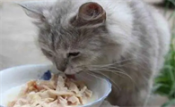 猫不可以吃什么