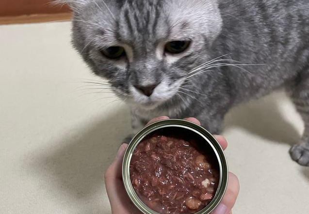 猫罐头怎么喂