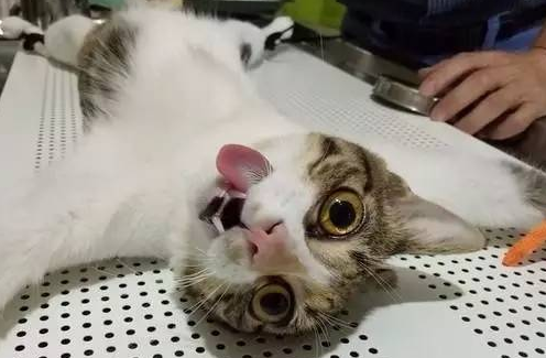 猫咪多大能绝育 猫咪多大能绝育