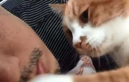 猫咪为叫主人起床,使出浑身解数,太可爱了 猫咪为叫主人起床,使出浑身解数,太可爱了