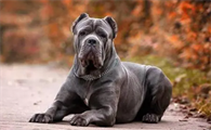 意大利卡斯罗犬