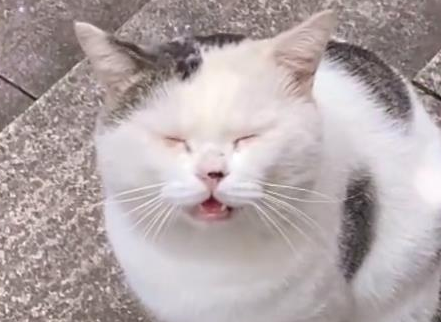 重庆一女孩向流浪猫打招呼，小猫热情回应