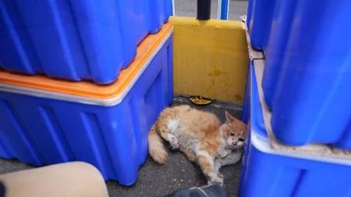 多处骨折的流浪猫，历经痛苦后终于迎来希望