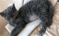 猫得了猫传腹是什么症状啊