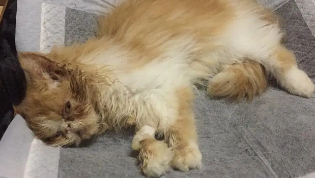 猫瘟有什么症状