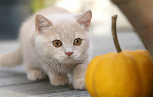 猫能吃南瓜吗