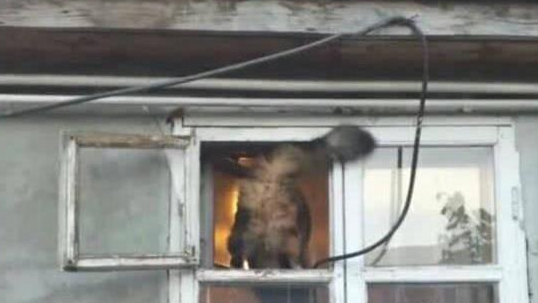 猫咪爬到屋顶休息，回窝时走捷径吓坏主人