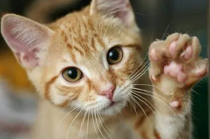 被打疫苗的猫抓了要打针吗 被打疫苗的猫抓了要打针吗