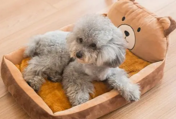 狗狗要不要买狗窝