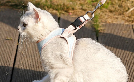 如何给猫咪带牵引绳