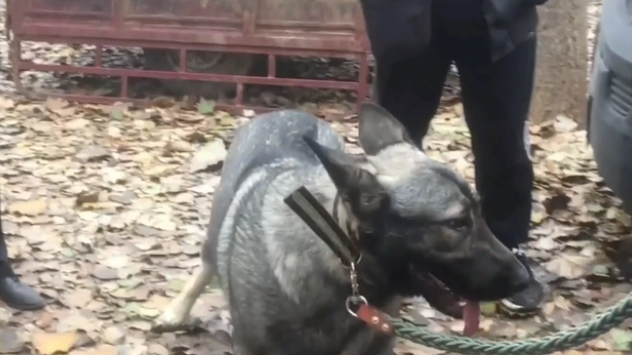 罕见狼青，最后还是1400来块被卖上了狗肉车