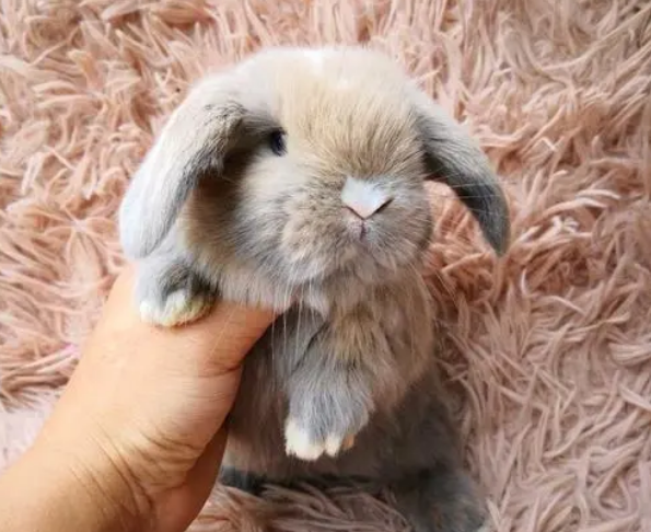 英国短毛垂耳兔要打疫苗吗?最好接种