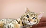 猫怕什么动物