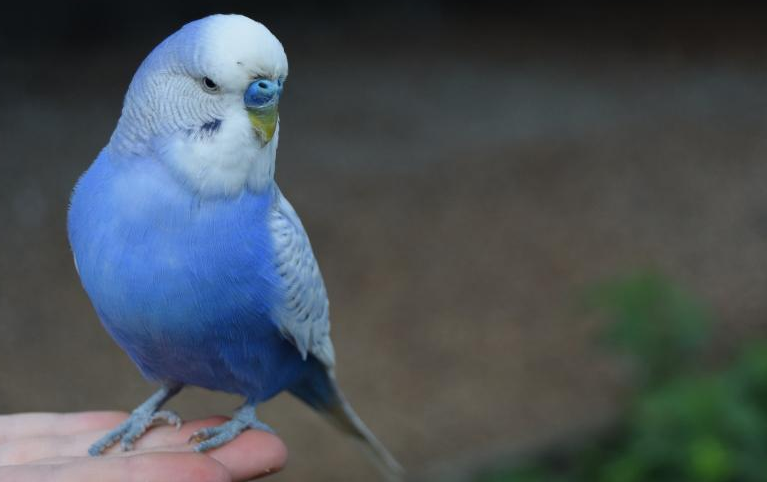 蓝小鹦价格1300-1500元,家庭饲养的桃面爱情鹦鹉在