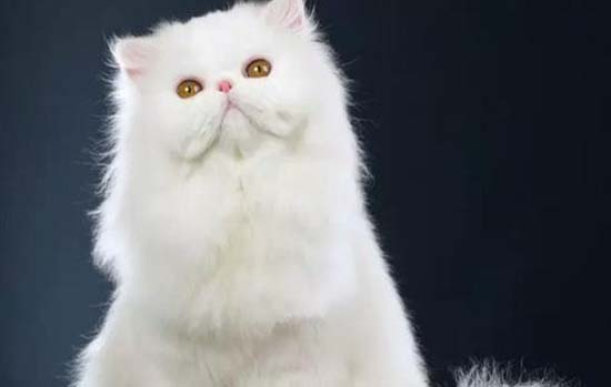 猫可不可以去酒吧,好奇的来看看吧 猫可不可以去酒吧,好奇的来看看吧