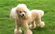 贵宾犬怎么养