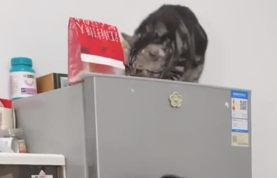萌娃拿不到冰箱上的零食，指挥猫咪帮忙