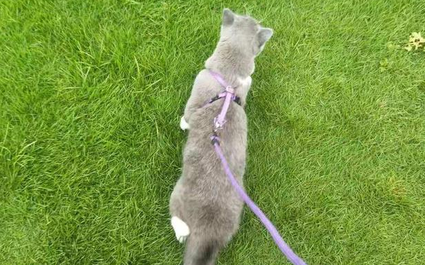 怎么给猫咪做牵引绳