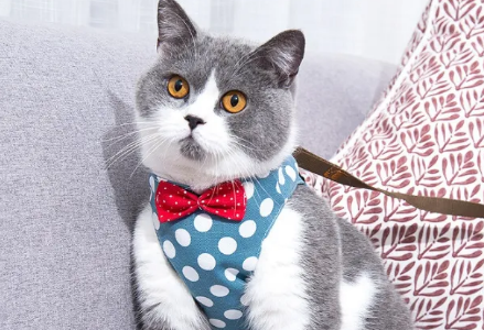 猫咪用什么牵引绳比较好