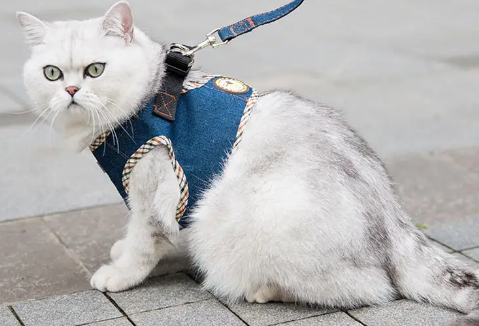 猫能用牵引绳吗 猫能用牵引绳吗