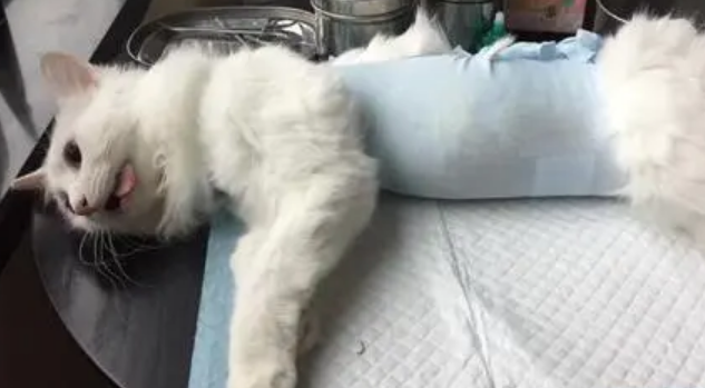 母猫怎么绝育 母猫怎么绝育