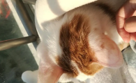 猫耳朵发红发烫是怎么回事