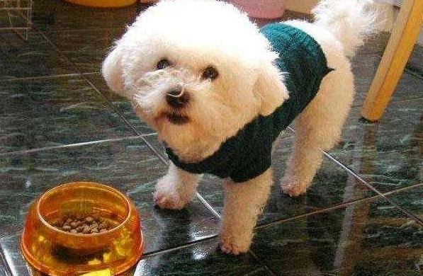 比熊犬什么狗粮最好