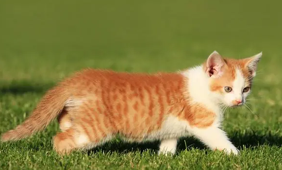 猫咪一般多久开始发情?主人要了解 猫咪一般多久开始发情?主人要了解