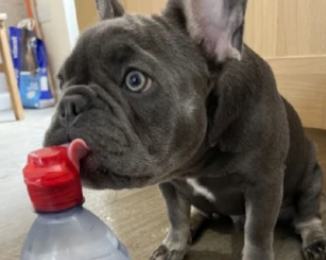 国外一法斗犬只喝瓶装水,爬楼梯要等主人抱 国外一法斗犬只喝瓶装水,爬楼梯要等主人抱